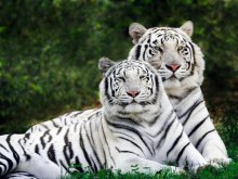 животные - тигры - белый тигр