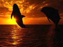 животные - дельфины - дельфин, закат, море, прыжок
