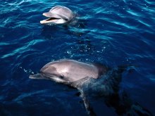 животные - дельфины - дельфин